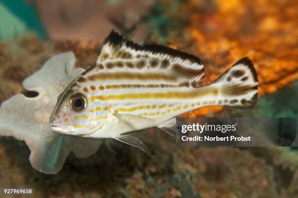 painted sweetlip (diagramma pictum), young animal, palawan, mimaropa, sulu lake, pacific ocean, philippines - sulu sea stock pictures, royalty-free photos & images