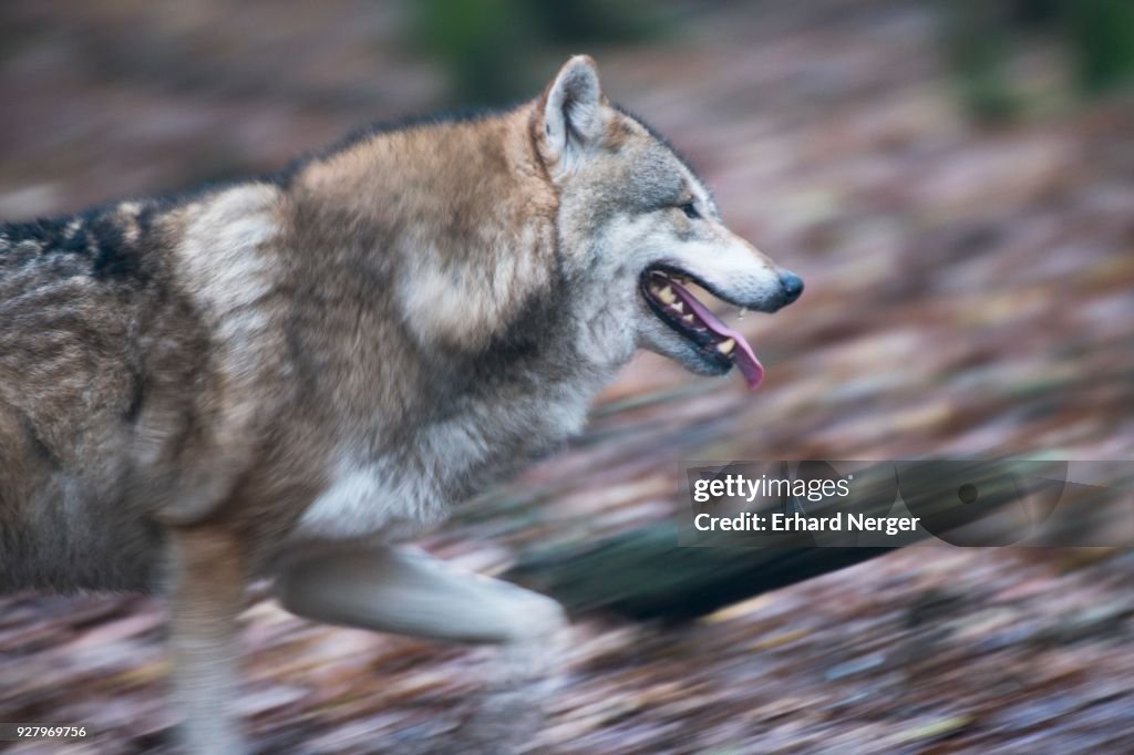 Gray wolf (Canis lupus), running, captive, Germany
