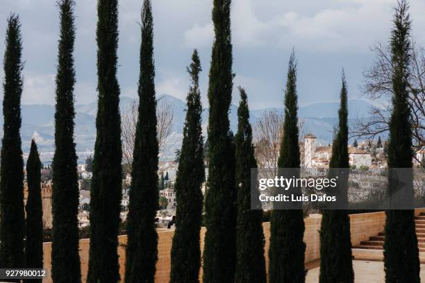 cypress trees and albaicin district - albaicín stock pictures, royalty-free photos & images