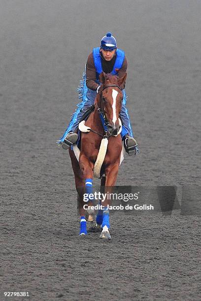 Presious Passion of the United States works out in the morning in preparation for the Breeders Cup 2009 at the Santa Anita Racetrack on November 5,...