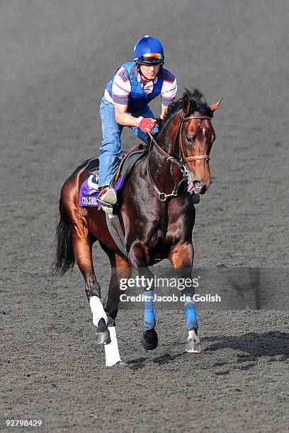 Colonel John of the United States works out in the morning in preparation for the Breeders Cup 2009 at the Santa Anita Racetrack on November 5, 2009...