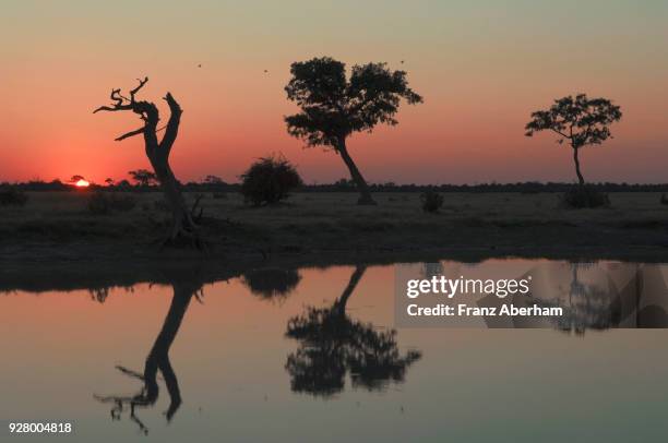 sunset over water place, savuti, chobe national park, botswana - chobe national park stock pictures, royalty-free photos & images