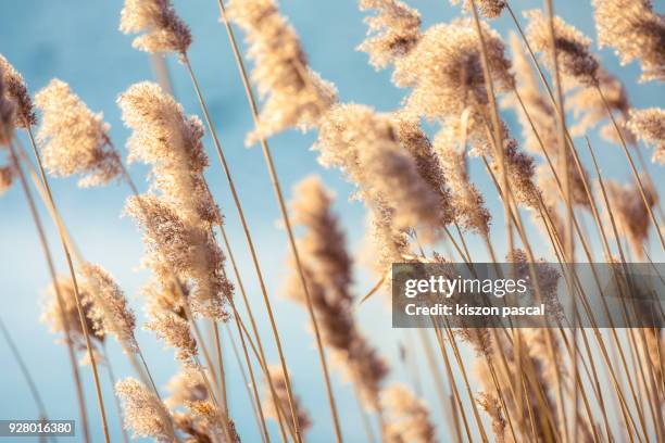 selective soft focus of dry grass reeds stalks at sunset light - roseau photos et images de collection