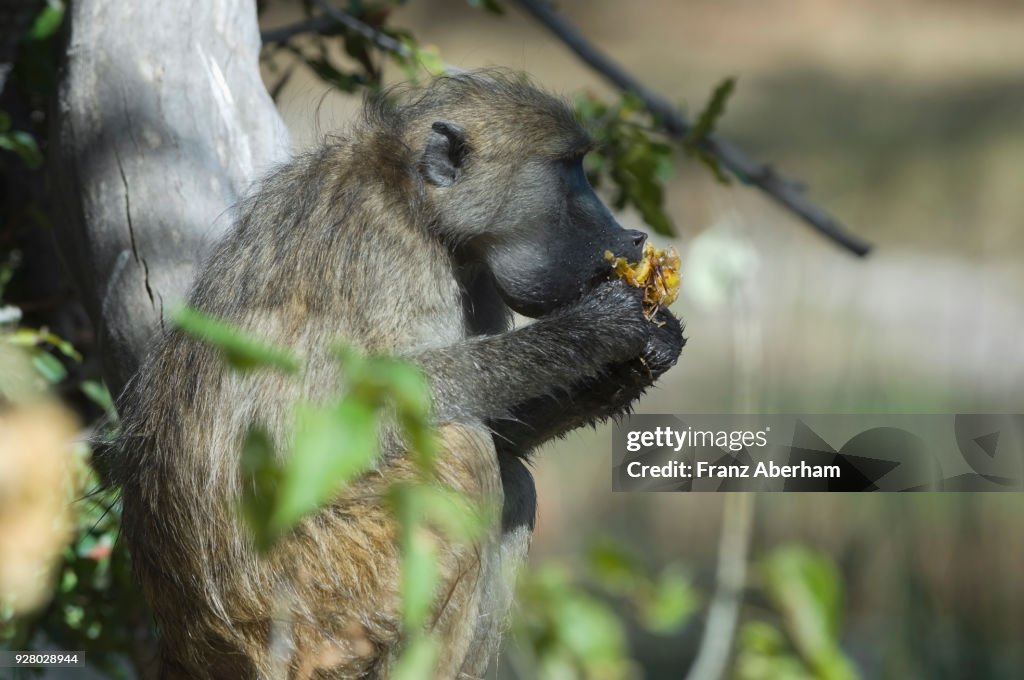 Chacma baboon, eating a wild fruit, Moremi Game Reserve, Botswana