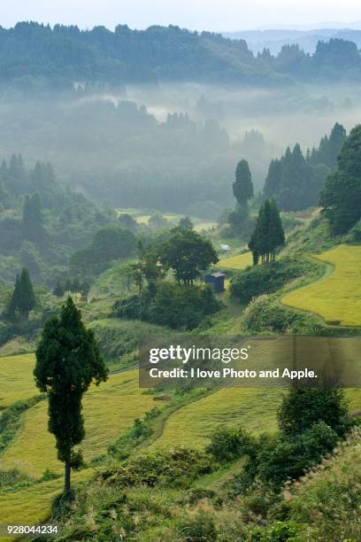 rice terrace of tokamachi-shi - tokamachi stock-fotos und bilder