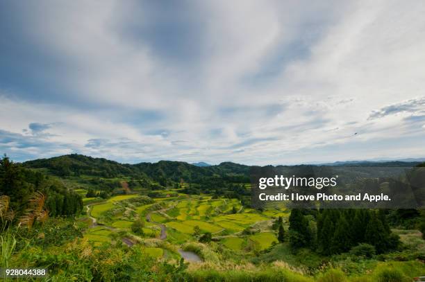 rice terrace of tokamachi-shi - tokamachi stock-fotos und bilder