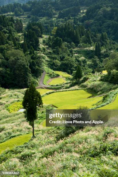 rice terrace of tokamachi-shi - tokamachi stock-fotos und bilder