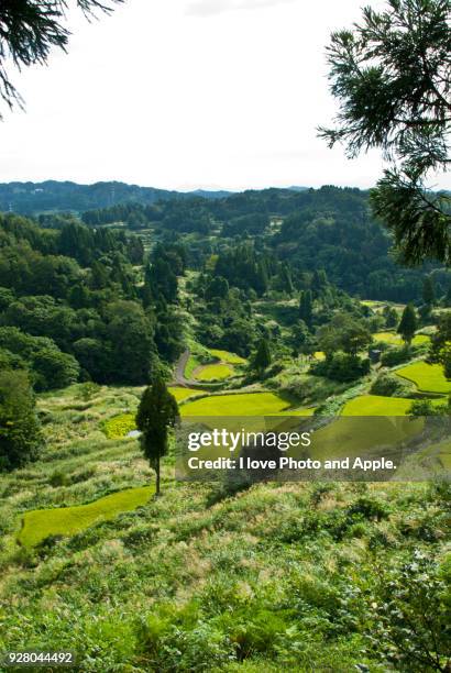 rice terrace of tokamachi-shi - tokamachi stock-fotos und bilder