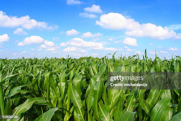 campo di mais - corn foto e immagini stock