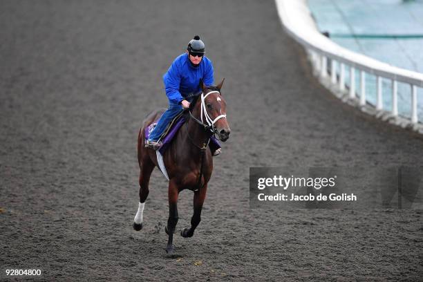 Hatheer of the United States works out in the morning in preparation for the Breeders Cup 2009 at the Santa Anita Racetrack on November 5, 2009 in...