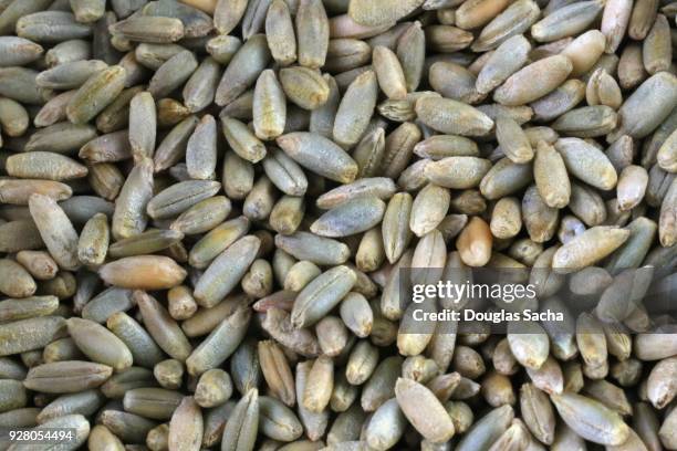 full frame of rye grain (secale cereale) - cereale stock pictures, royalty-free photos & images