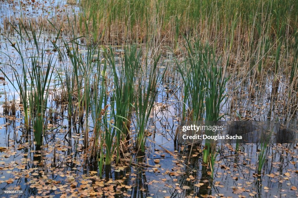 Close-up Wetland area