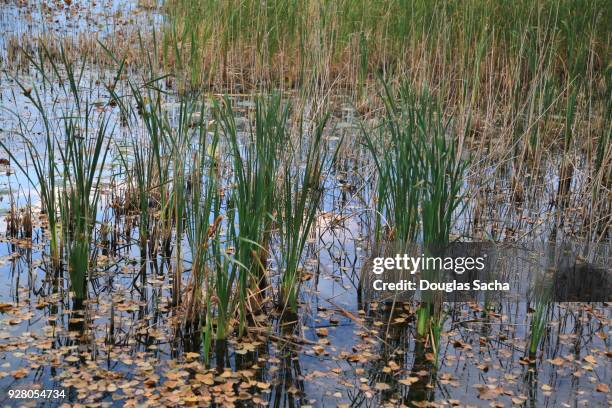 close-up wetland area - leben im teich stock-fotos und bilder