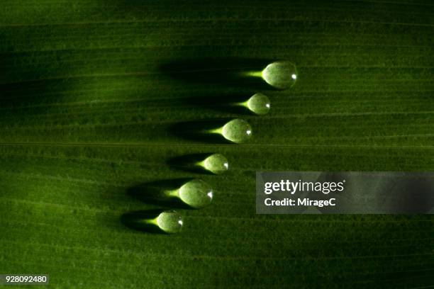 water dew on dark green leaf - bladnerf stockfoto's en -beelden