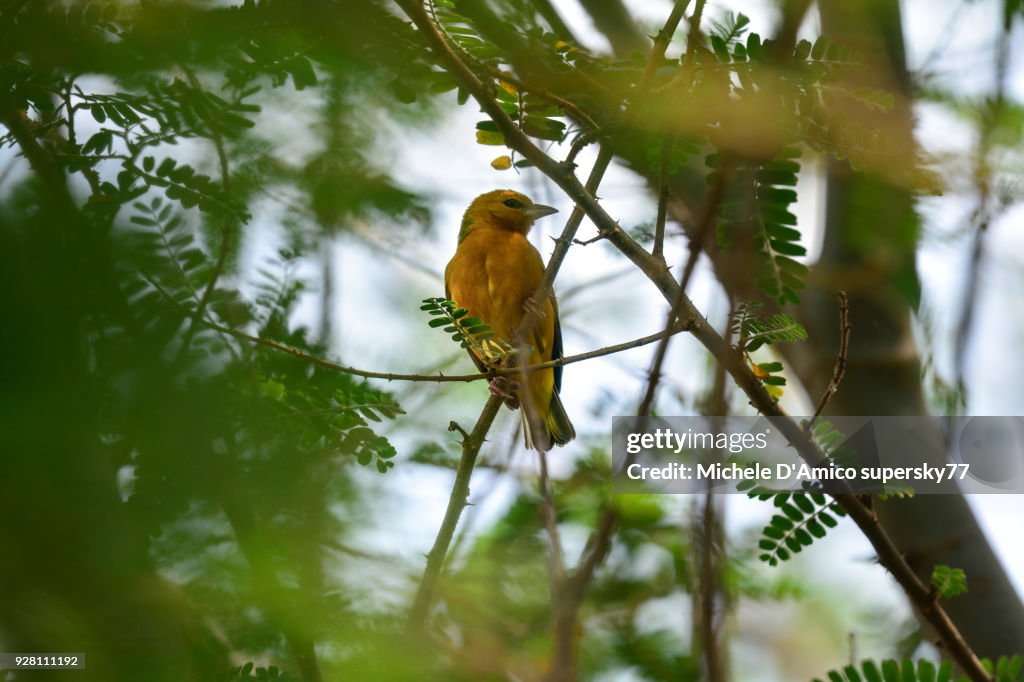 Orange weaver (Ploceus aurantius) on an acacia tree