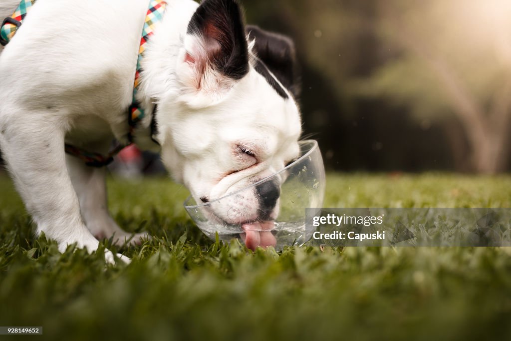 Perro de agua potable