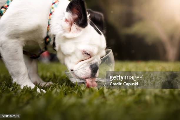 perro de agua potable  - calor fotografías e imágenes de stock