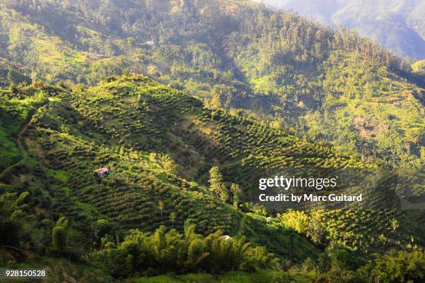 blue mountains, jamaica - jamaica coffee stock pictures, royalty-free photos & images