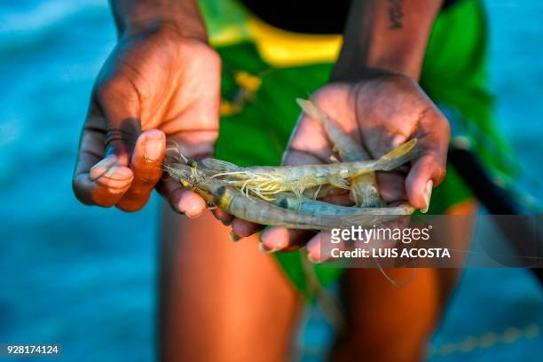 Fisherman shows shrimps at the Navio Quebrado lagoon in the village of Boca de Camarones, Guajira Department, northern Colombia, on March 1 2018....