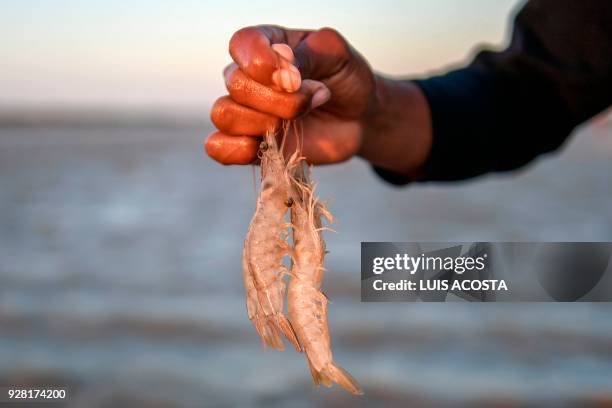 Fisherman shows shrimps at the Navio Quebrado lagoon in the village of Boca de Camarones, Guajira Department, northern Colombia, on March 1 2018....