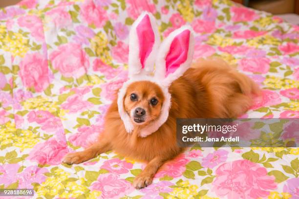 pomeranian dog dressed as easter bunny - dog easter stock-fotos und bilder