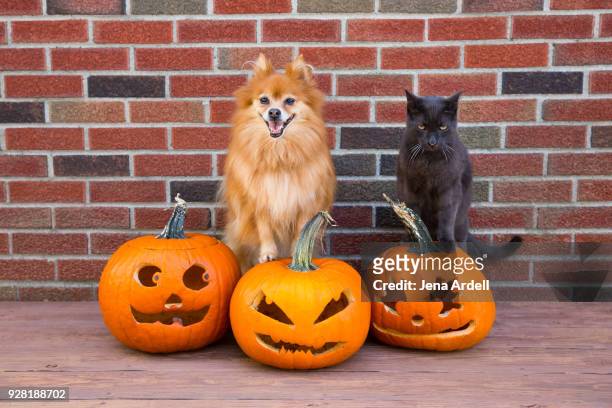 pomeranian dog and cat on jack o lanterns for halloween - halloween dog stock pictures, royalty-free photos & images