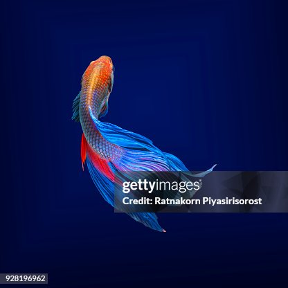 Betta Fish Siamese Fighting Fish Betta Splendens Aquarium Moment
