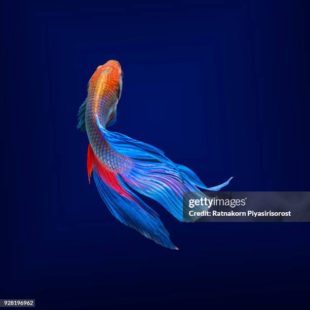 betta fish, siamese fighting fish, betta splendens,aquarium,moment of siamese fighting fish - animals fighting stock pictures, royalty-free photos & images