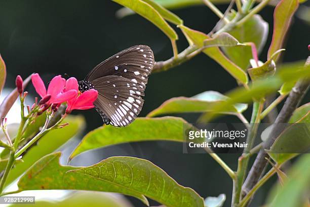 common crow butterfly drinking nectar from peregrina flowers/nagpur - butterfly maharashtra stock pictures, royalty-free photos & images