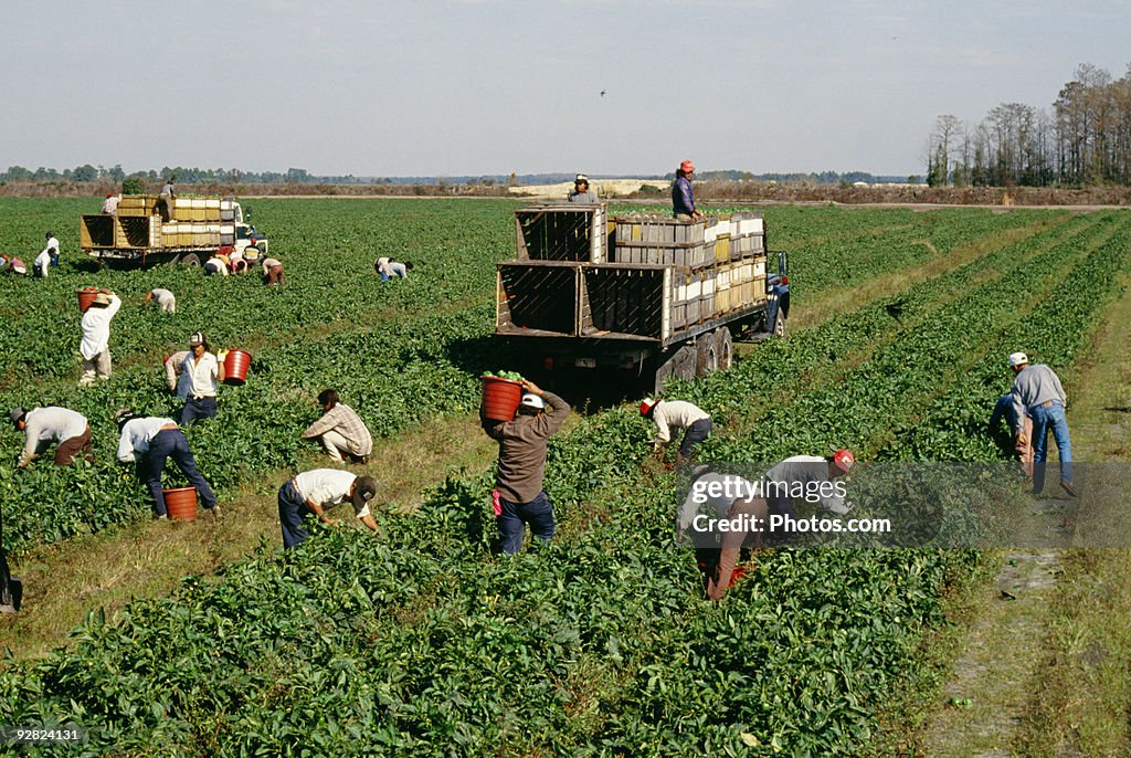 Work In Fields Farmers Working In Field High-Res Stock Photo - Getty Images