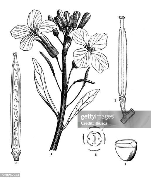 botany plants antique engraving illustration: erysimum cheiri syn. cheiranthus cheiri (wallflower) - erysimum cheiri stock illustrations