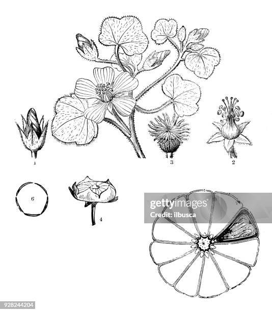 botany plants antique engraving illustration: abutilon macropodum - flowering maple tree stock illustrations