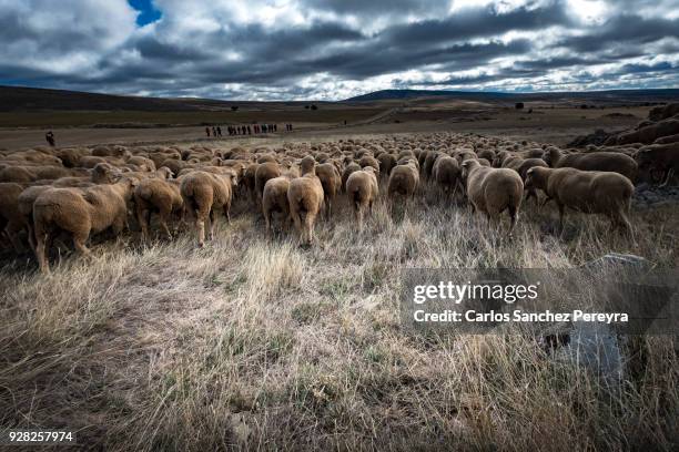 sheeps in the countryside of spain - transhumance stock pictures, royalty-free photos & images