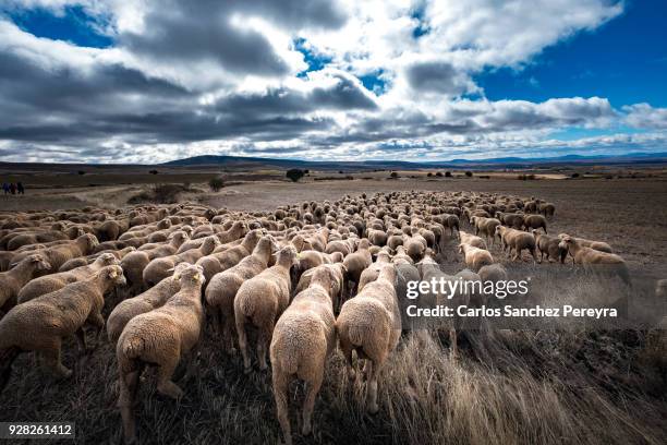 sheeps in the countryside of spain - rebaño de oveja fotografías e imágenes de stock