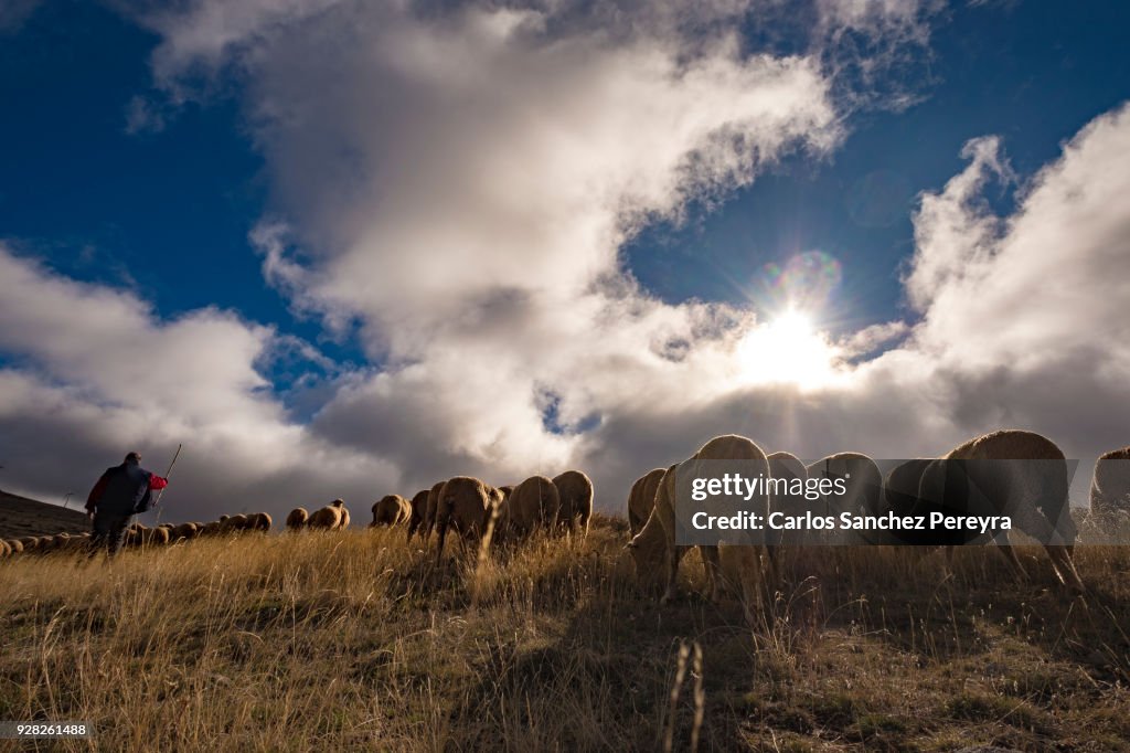 Sheeps in the countryside of Spain