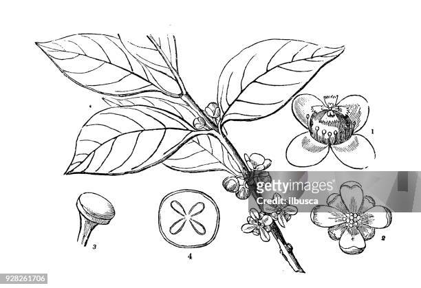 botany plants antique engraving illustration: garcinia gummi-gutta (garcinia cambogia, brindleberry, malabar tamarind) - malabar coast stock illustrations
