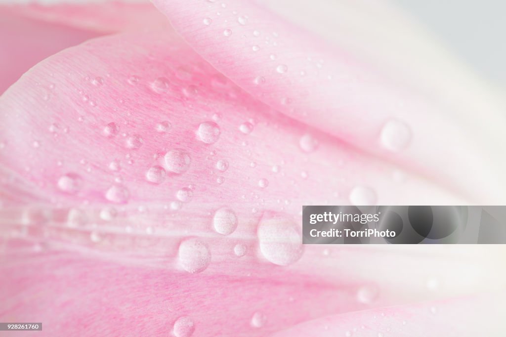 Close-Up shot of delicate pink tulip petals with water drops