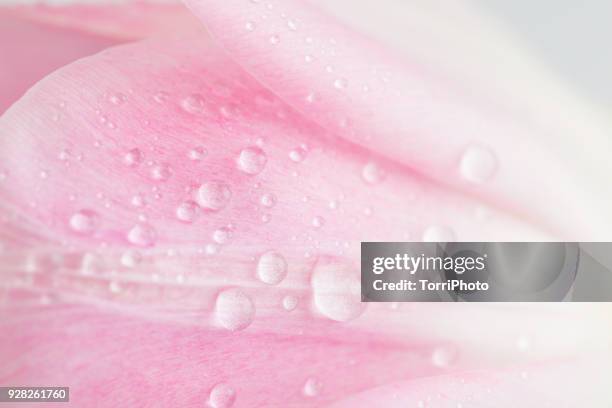 close-up shot of delicate pink tulip petals with water drops - flower blossom - fotografias e filmes do acervo