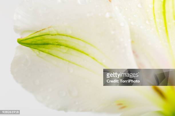 macro shot of delicate white and green petals of alstroemeria flower - lili gentle fotografías e imágenes de stock