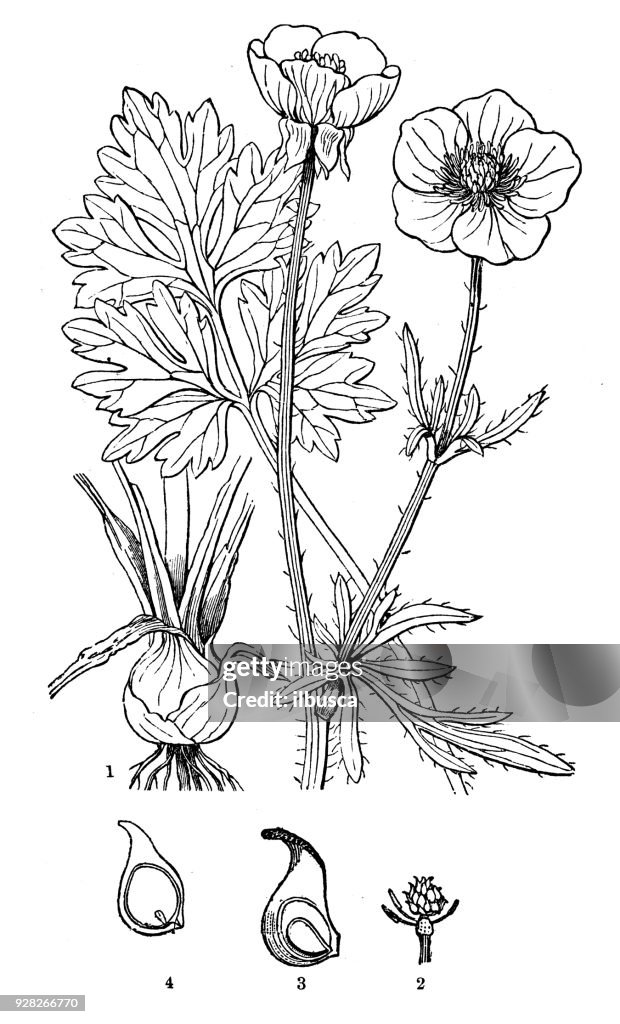 Botany plants antique engraving illustration: Ranunculus bulbosus (St. Anthony's turnip, bulbous buttercup)