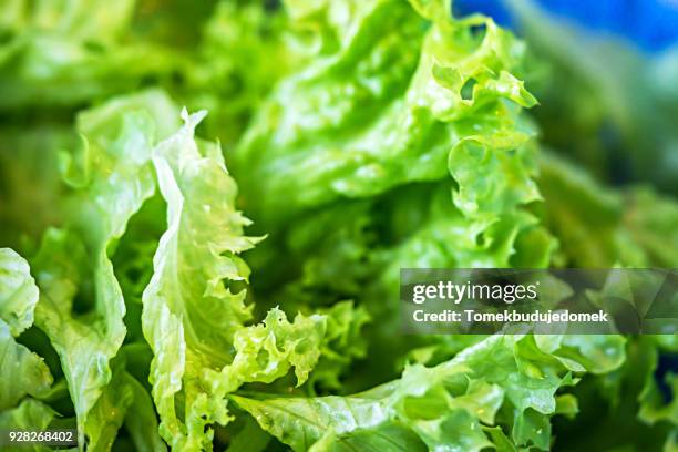 green - groene salade stockfoto's en -beelden