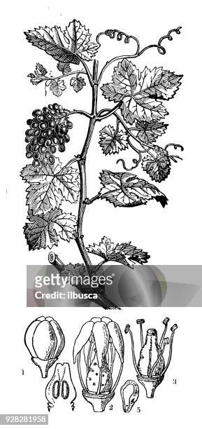 botany plants antique engraving illustration: vitis vinifera (grape vine) - archival illustration stock illustrations