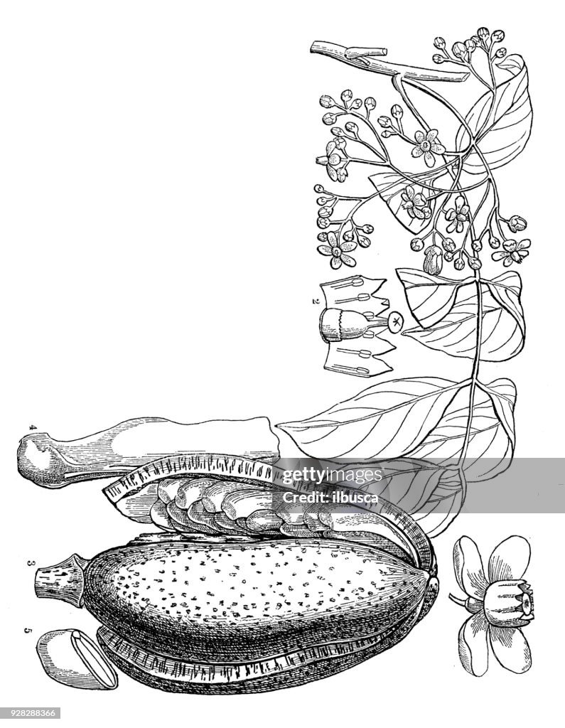 Botany plants antique engraving illustration: Swietenia mahagoni (American Mahogany, Cuban Mahogany)