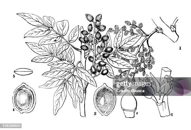 植物學植物仿古雕刻插圖: 黃連王者 (阿特拉斯膠漿樹, 波斯松節油樹) - pistachio tree 幅插畫檔、美工圖案、卡通及圖標