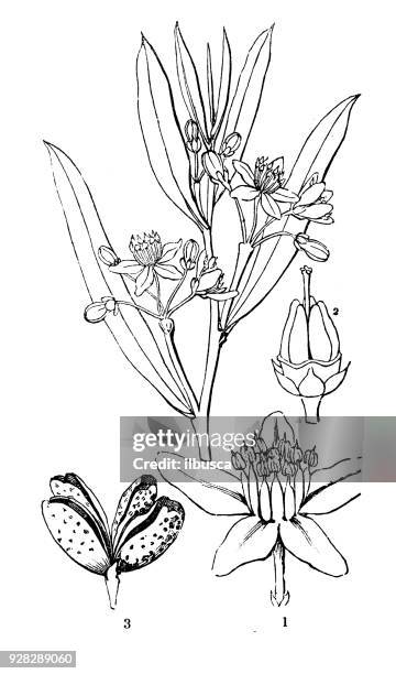 botany plants antique engraving illustration: philotheca myoporoides (long-leaf wax flower) - longleaf stock illustrations