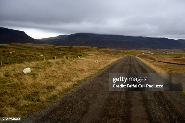 dirt road and icelandic sheep at skagi, north iceland - skagafjordur stock pictures, royalty-free photos & images
