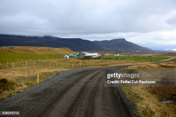 dirt road and icelandic sheep at skagi, north iceland - icelandic sheep stock pictures, royalty-free photos & images