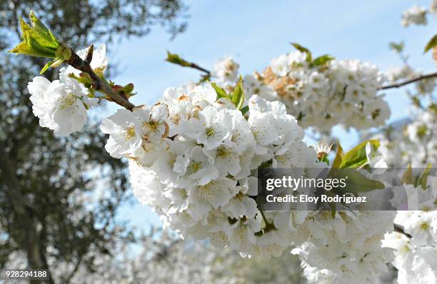 cerezos en flor (cherry blossoms), valle del jerte, cáceres - spain - cerezo fotografías e imágenes de stock