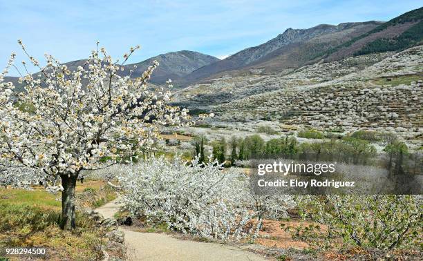 cerezos en flor (cherry blossoms), valle del jerte,  cáceres - spain - extremadura stockfoto's en -beelden