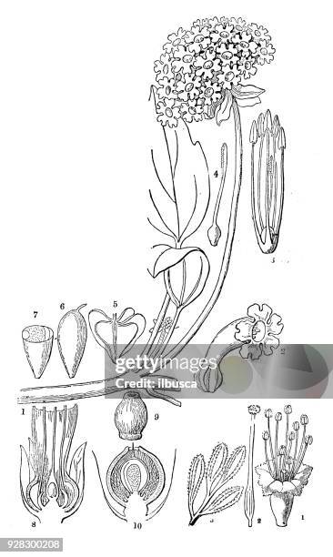 botanik pflanzen antik gravur abbildung: abronia mellifera (weiße sand eisenkraut) und pisonia grandis (grand des teufels-klauen) - eisenkraut stock-grafiken, -clipart, -cartoons und -symbole